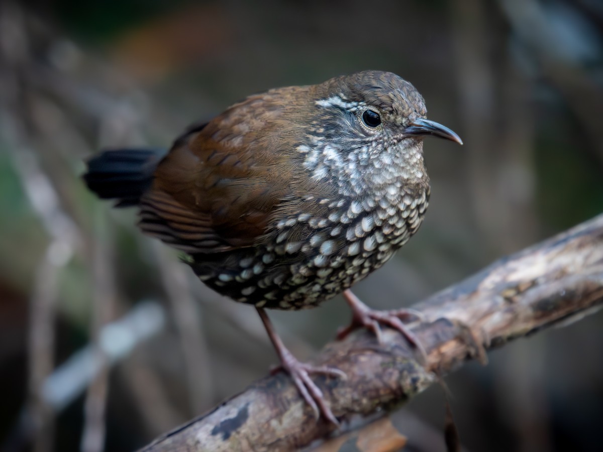 Sharp-tailed Streamcreeper - ML637156991
