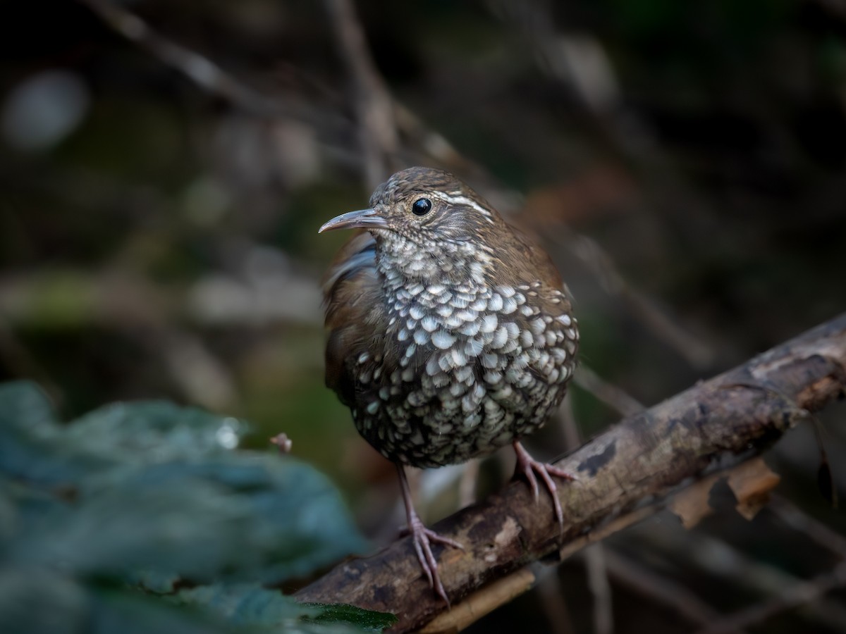 Sharp-tailed Streamcreeper - ML637156992
