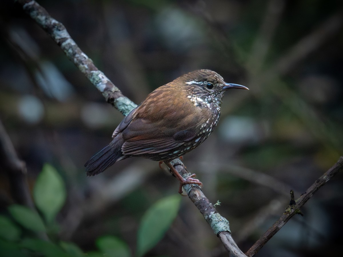 Sharp-tailed Streamcreeper - ML637156993