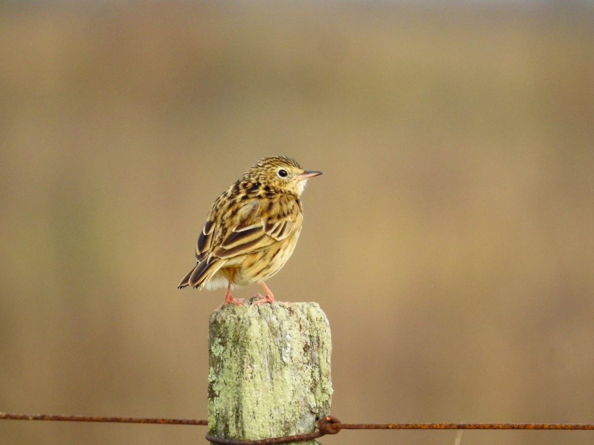 Yellowish Pipit - ML637157082