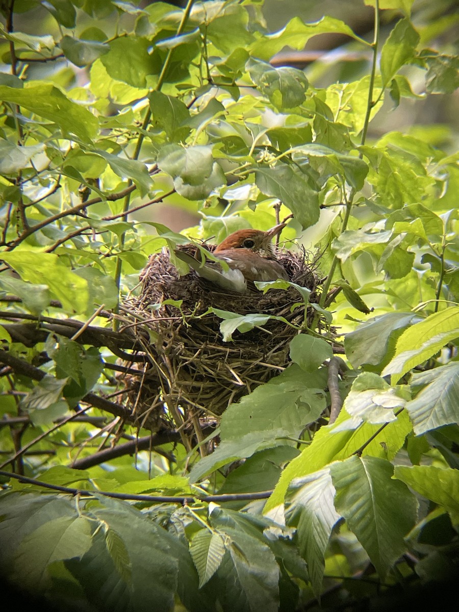 Wood Thrush - ML637157161