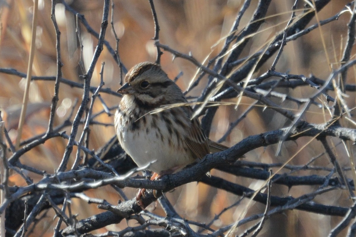 Song Sparrow - ML637157212