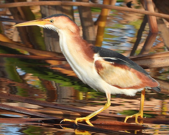 Least Bittern - ML637157240