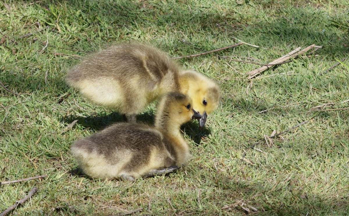 Canada Goose - ML637157283