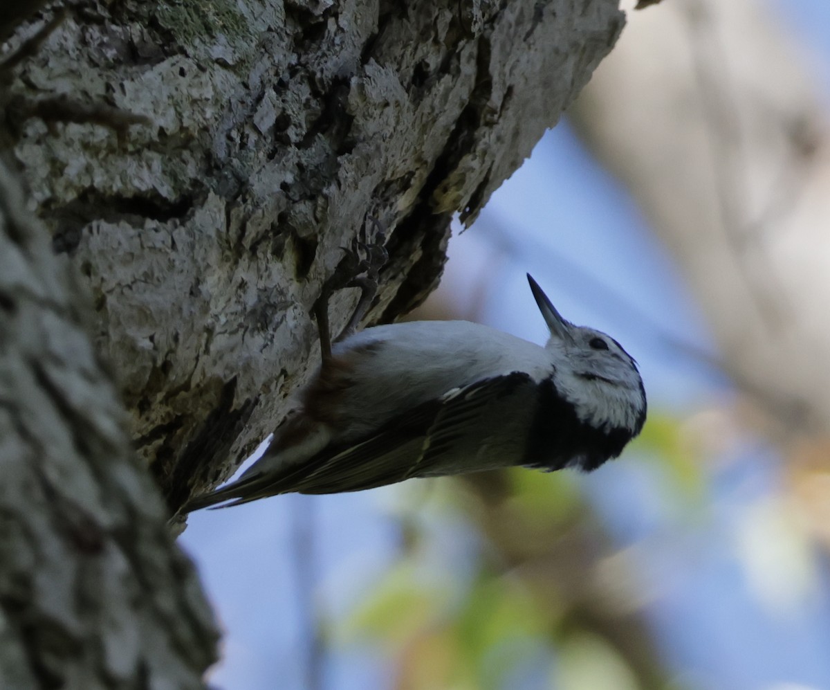 White-breasted Nuthatch - ML637157327