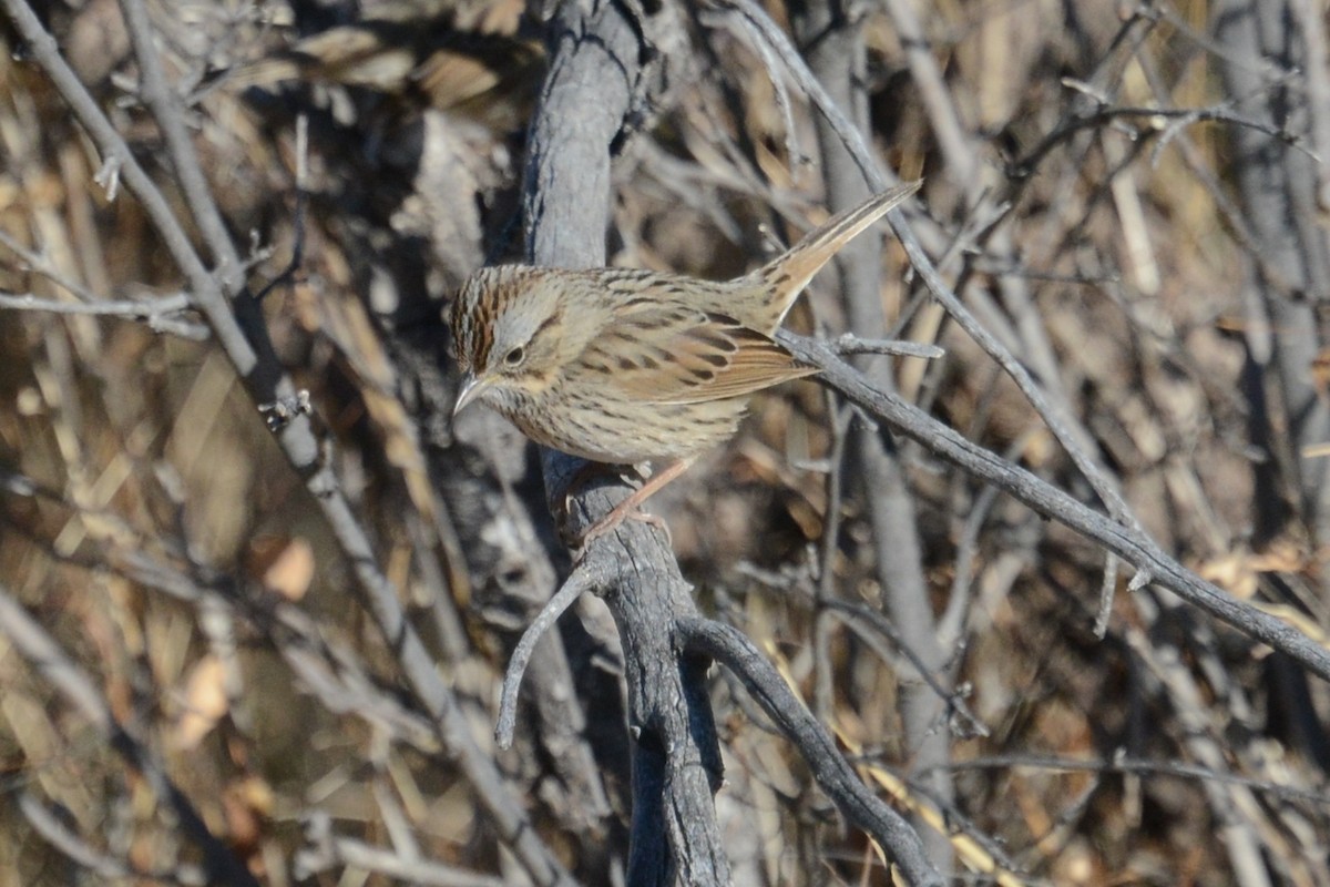 Lincoln's Sparrow - ML637157341