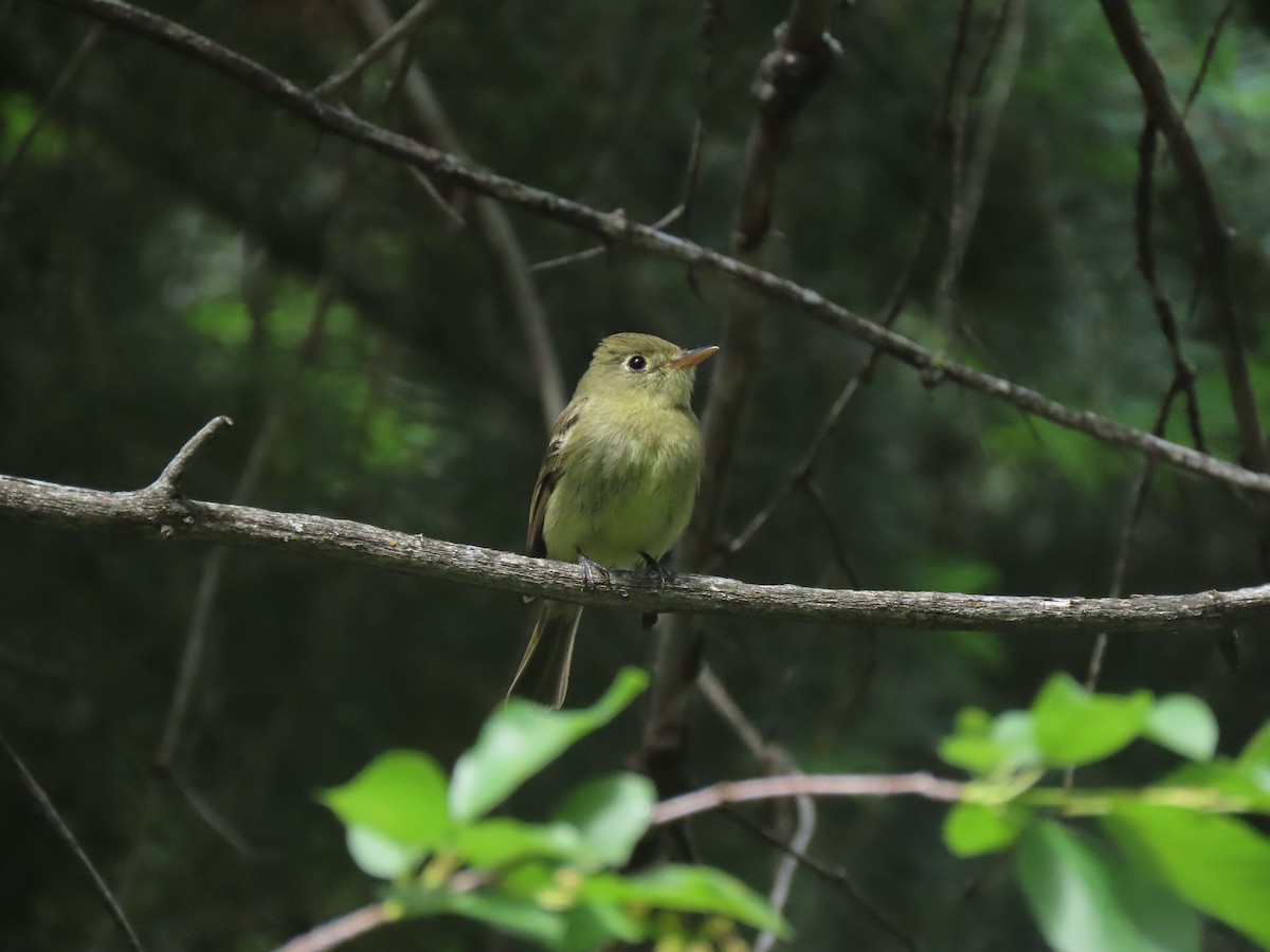 Western Flycatcher (Cordilleran) - ML637157359