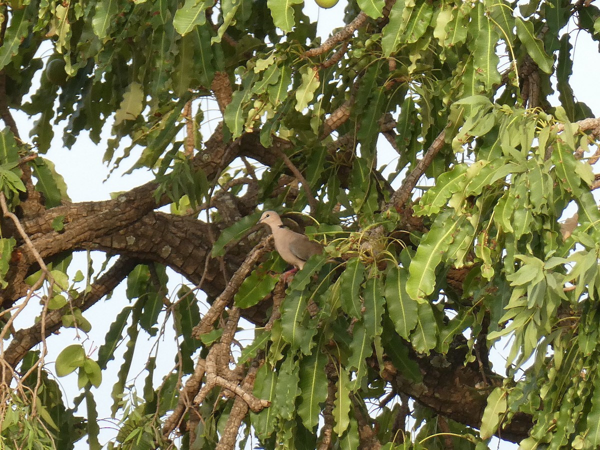 Vinaceous Dove - ML637157394
