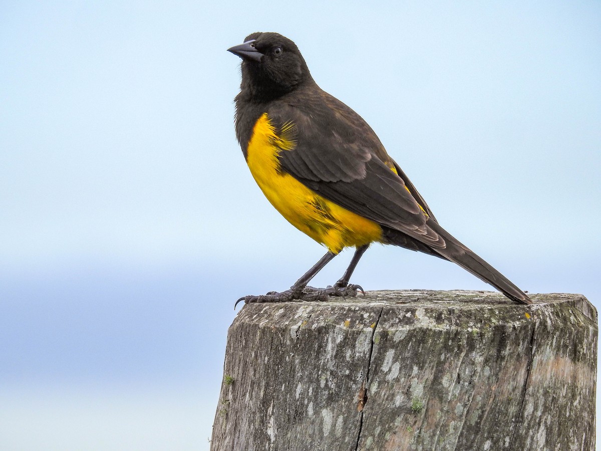 Yellow-rumped Marshbird - ML637157474