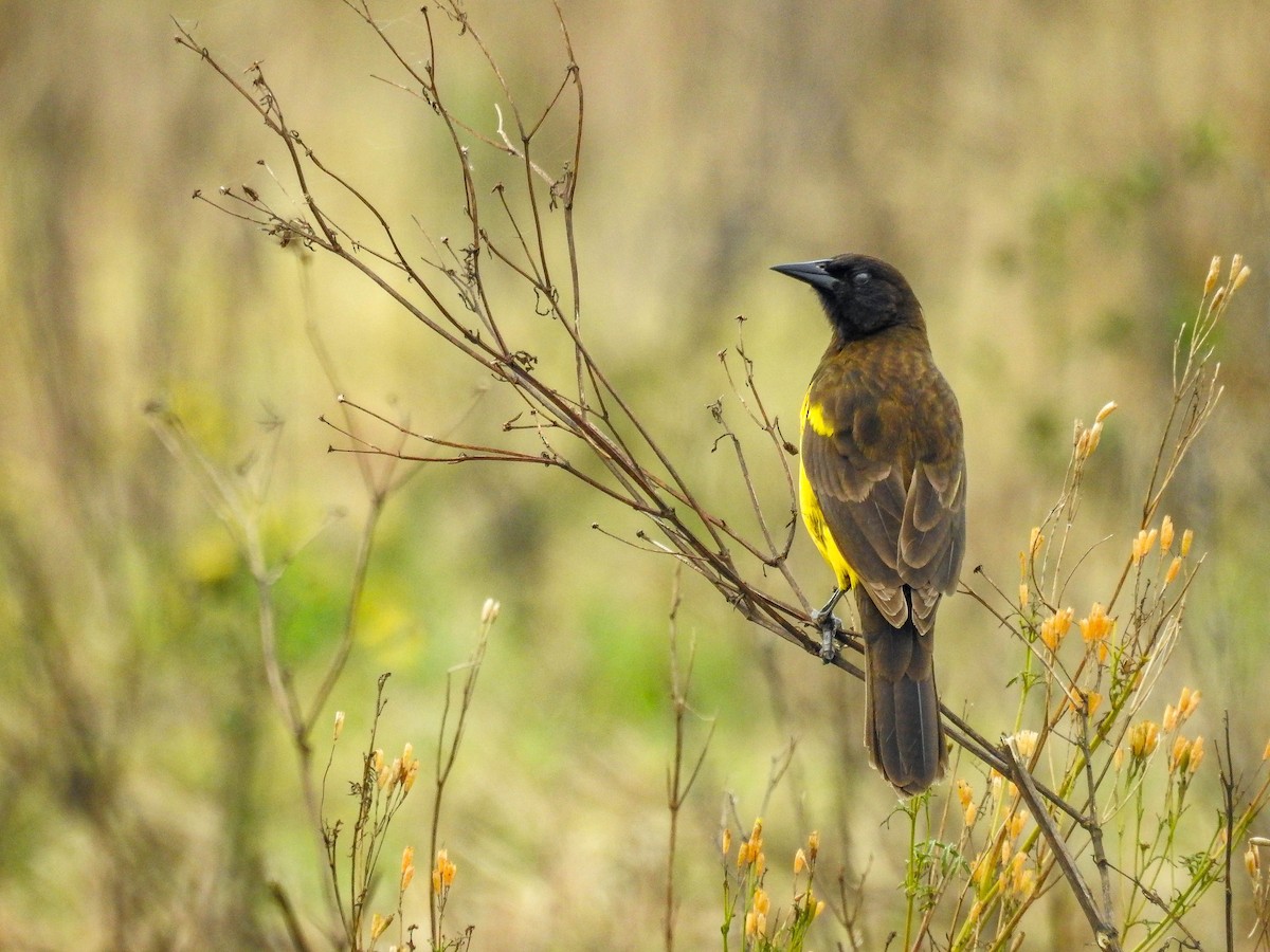 Yellow-rumped Marshbird - ML637157475