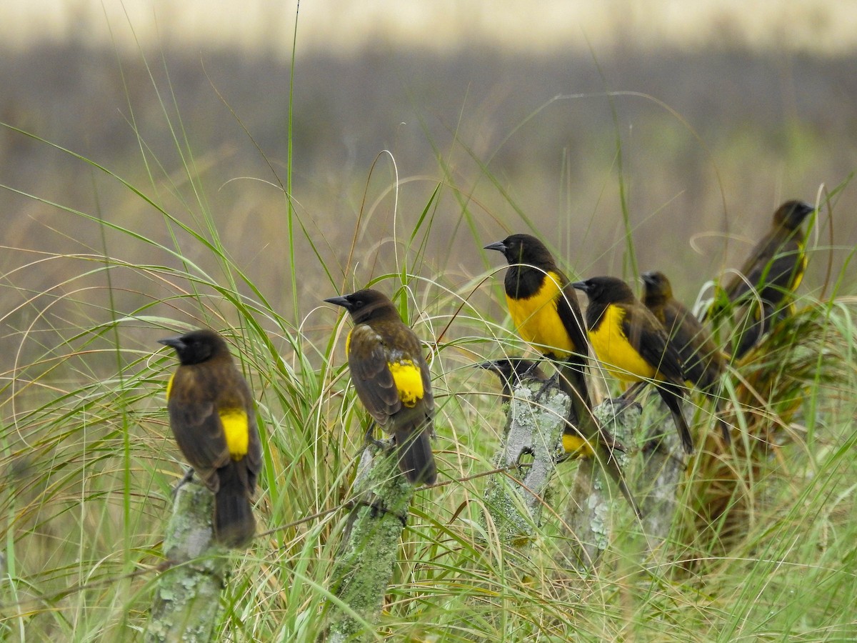 Yellow-rumped Marshbird - ML637157476