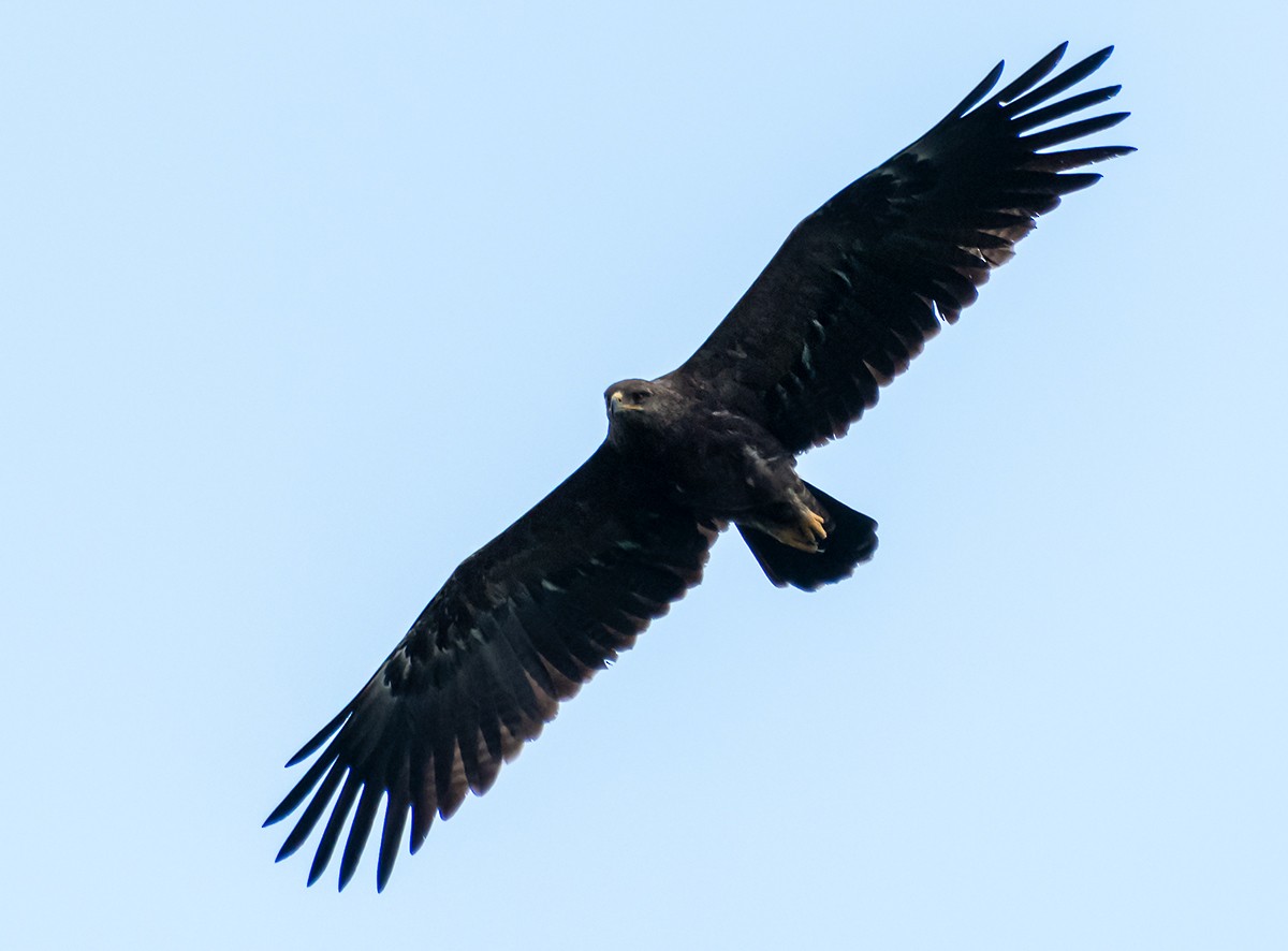 Lesser Spotted Eagle - ML637157538