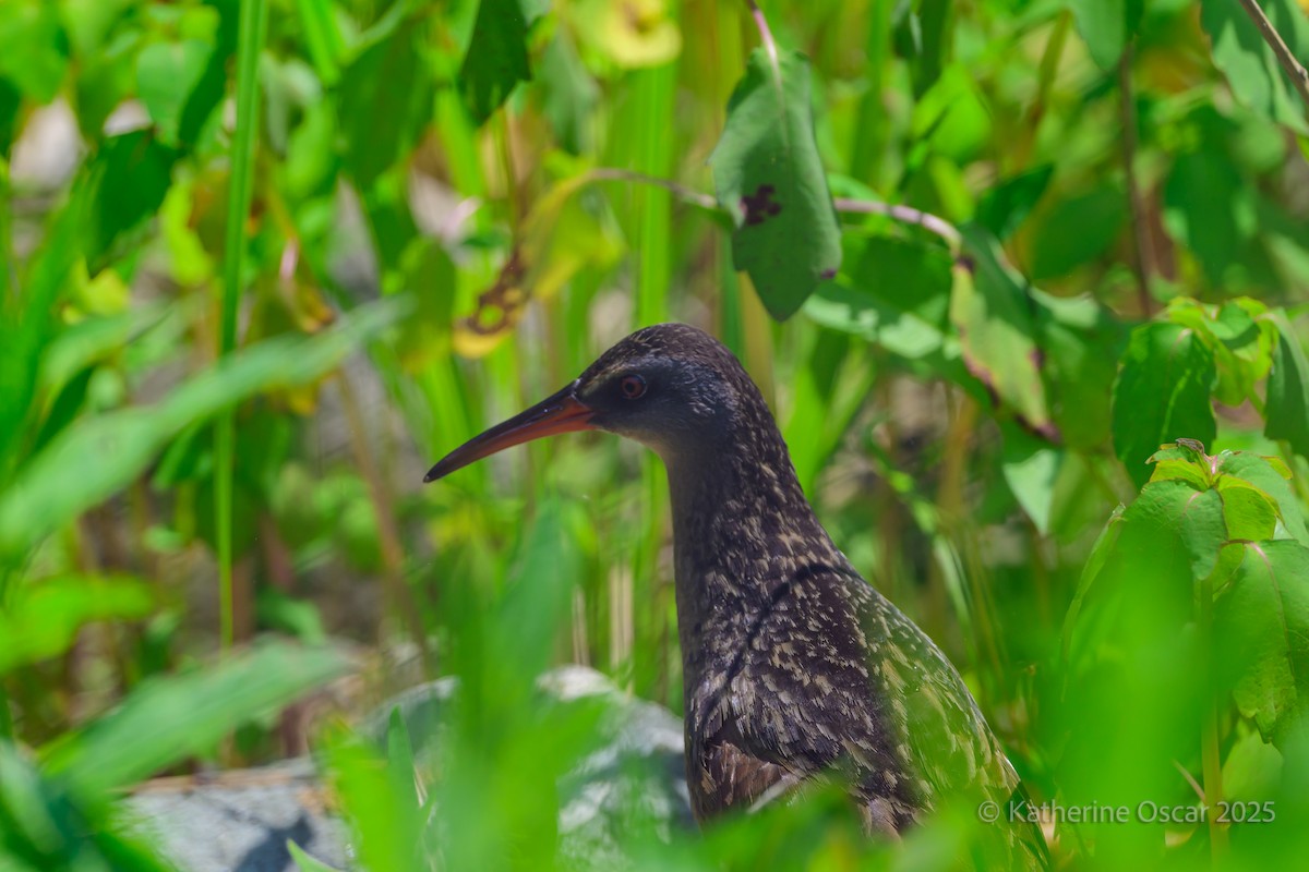 Virginia Rail - ML637157539