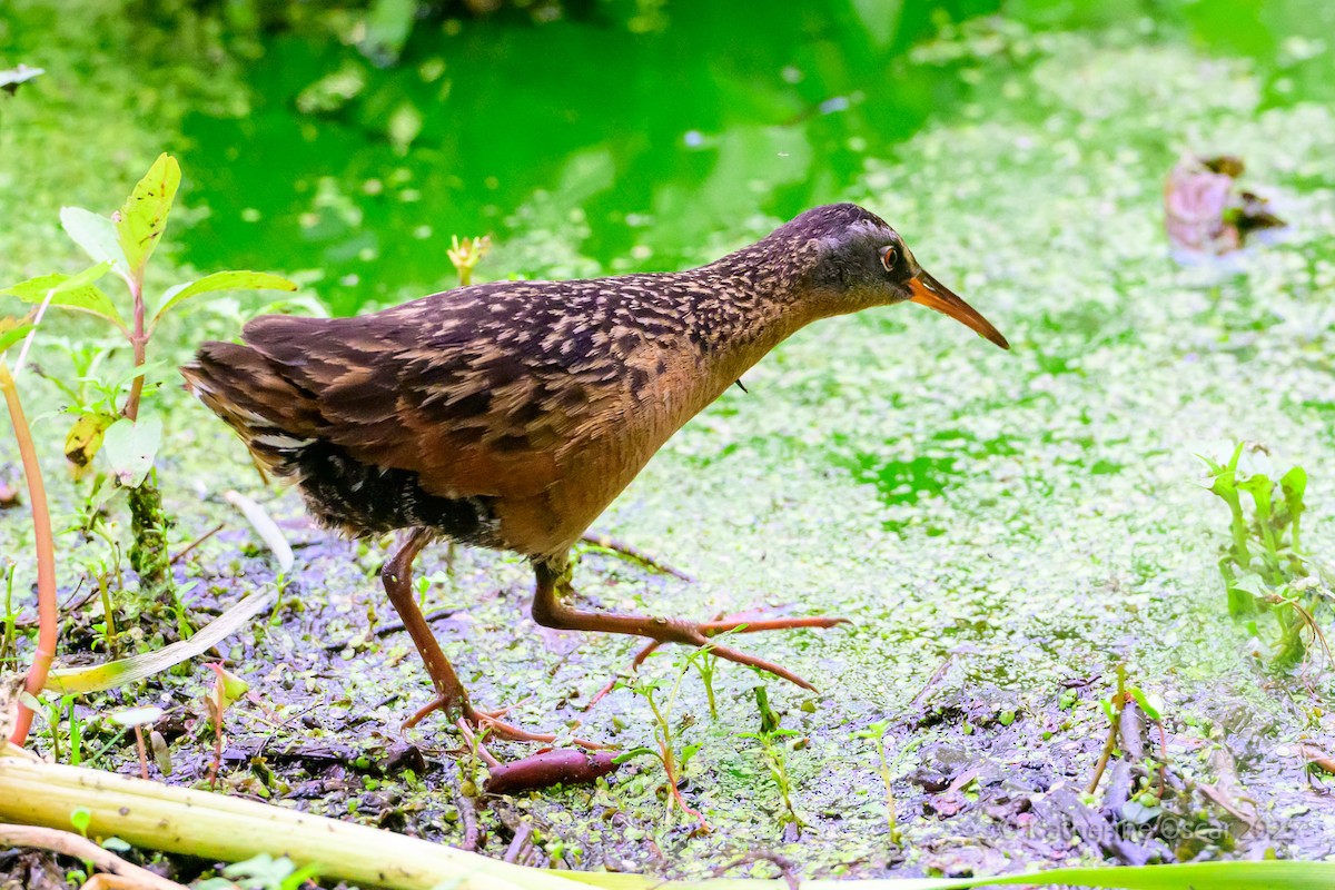 Virginia Rail - ML637157540