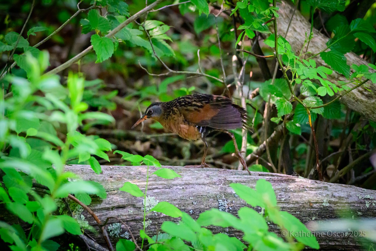 Virginia Rail - ML637157541