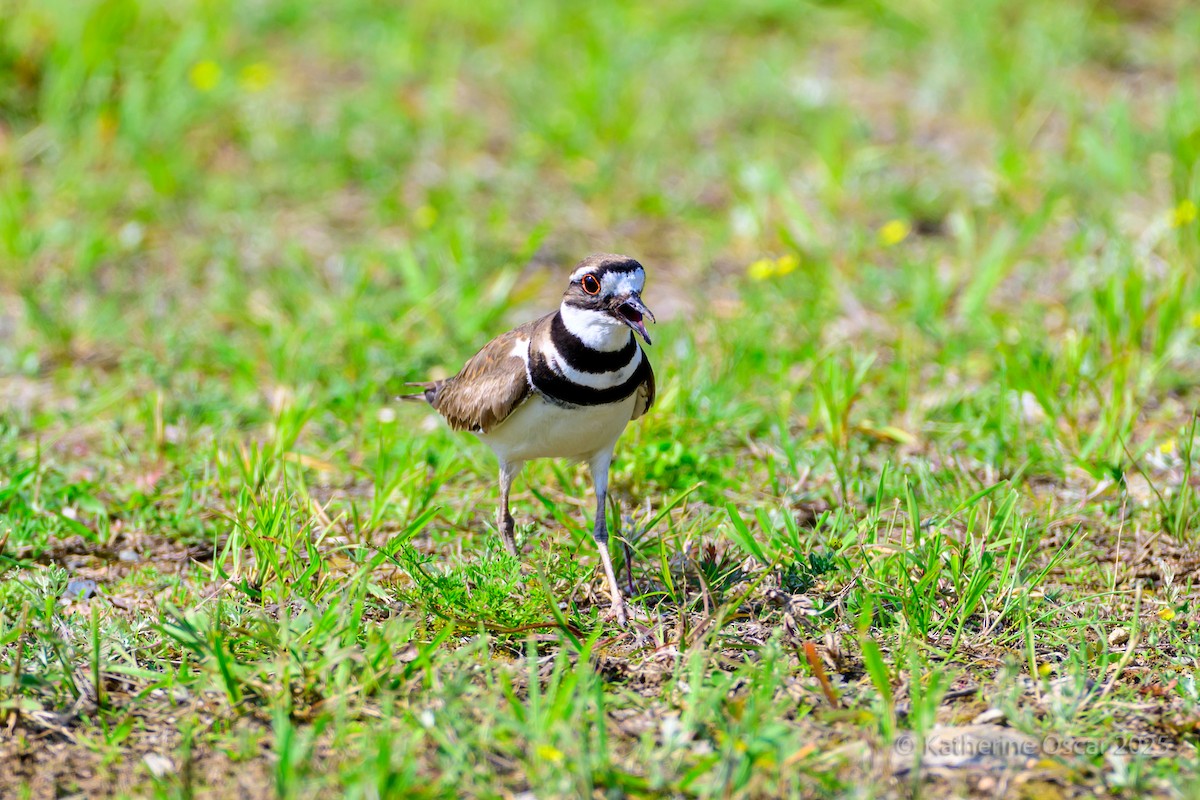 Killdeer - ML637157551