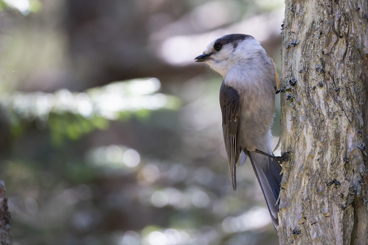 Canada Jay - ML637157573