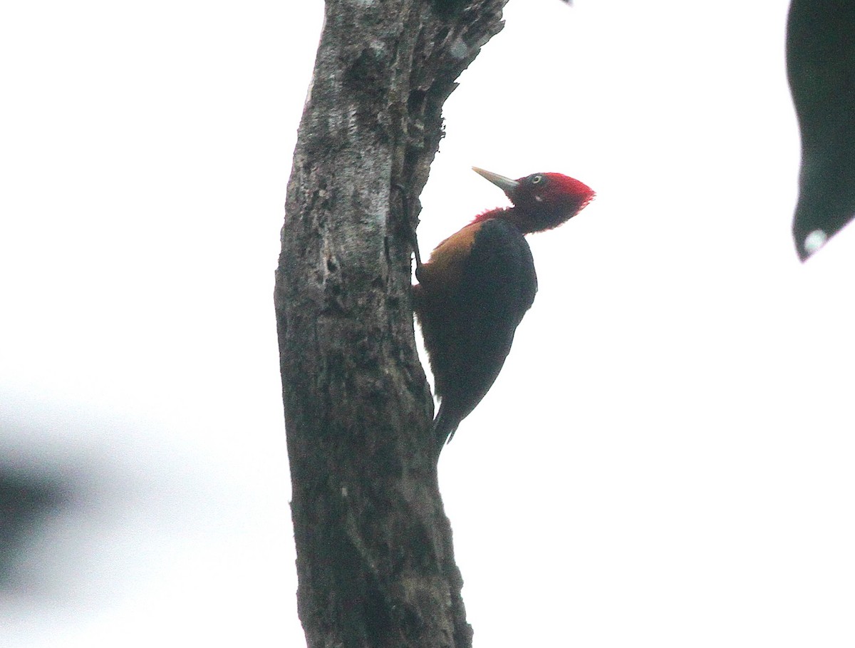 Red-necked Woodpecker - ML637157619