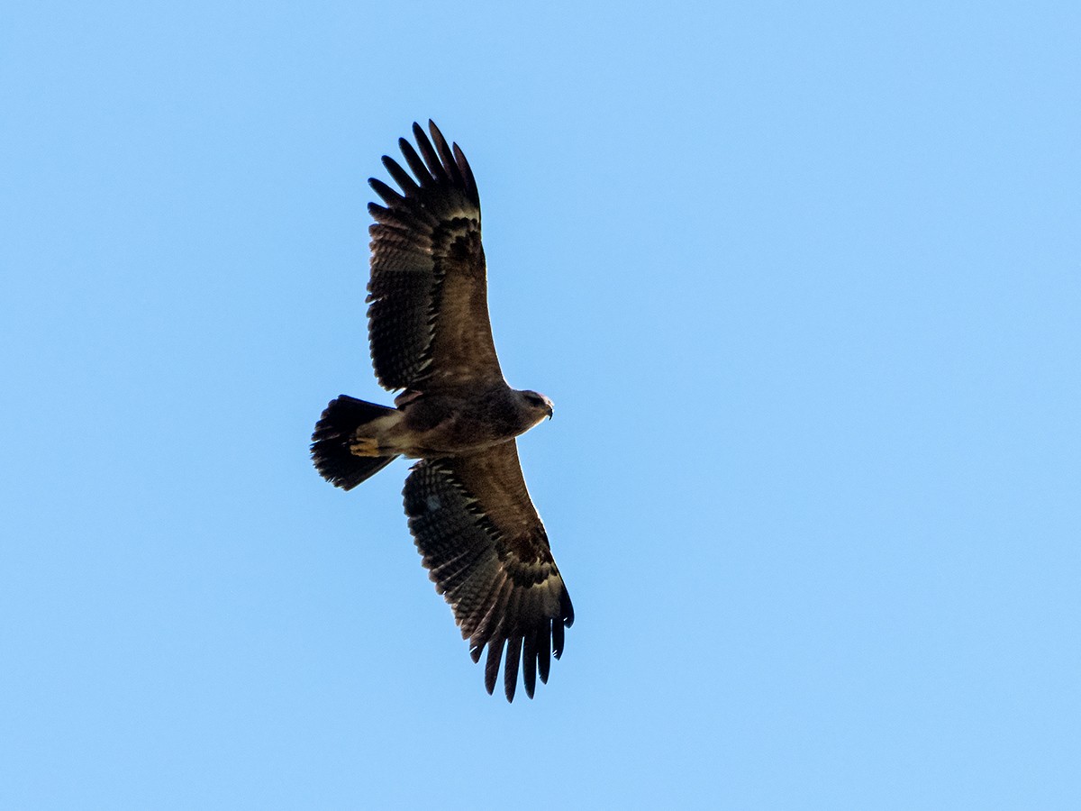 Lesser Spotted Eagle - ML637157654