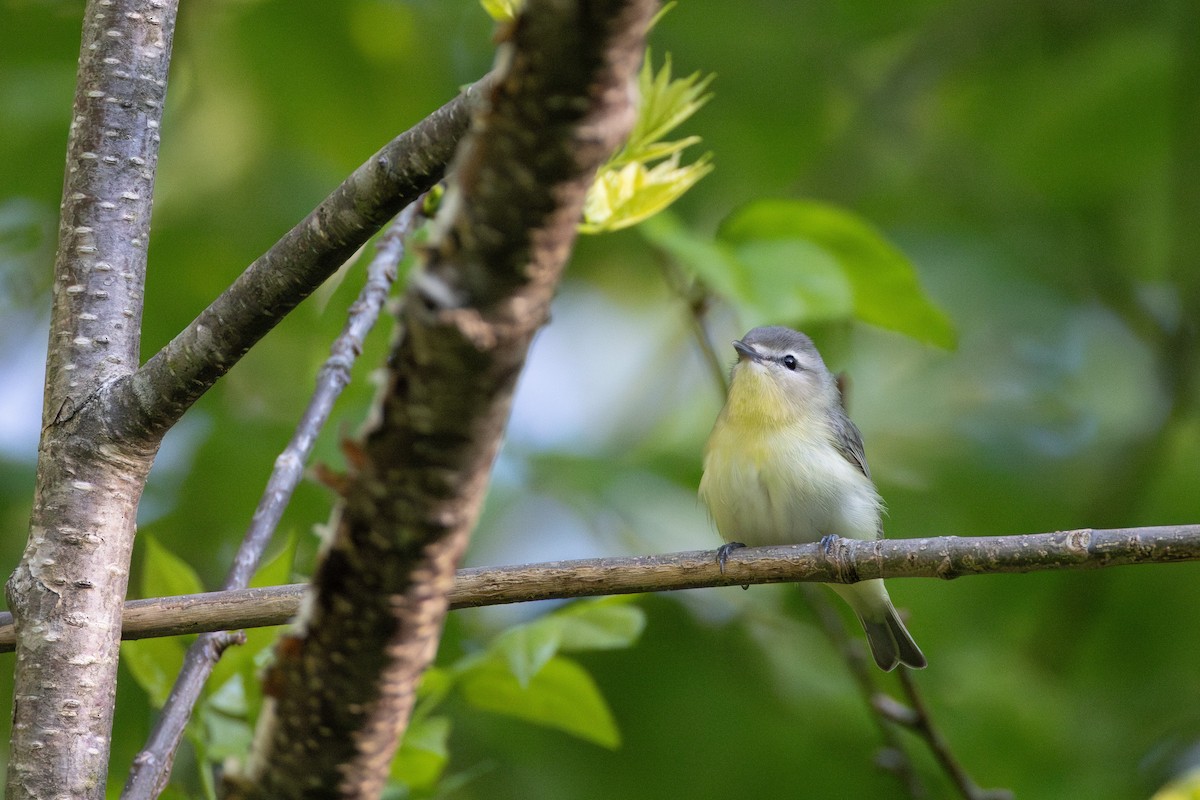 Philadelphia Vireo - ML637157659