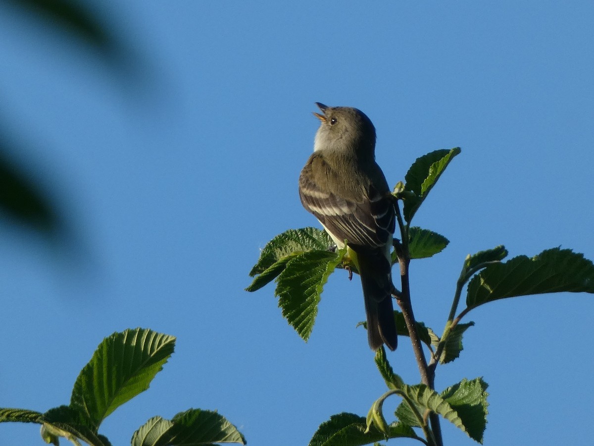 Willow Flycatcher - ML637157728