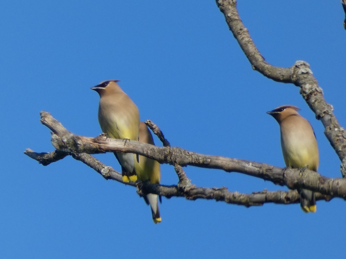 Cedar Waxwing - ML637157742