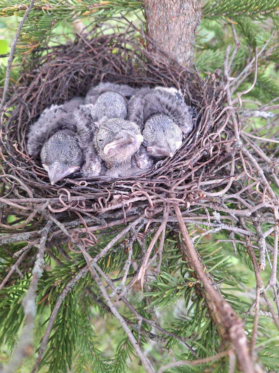 Blue Jay - ML637157778