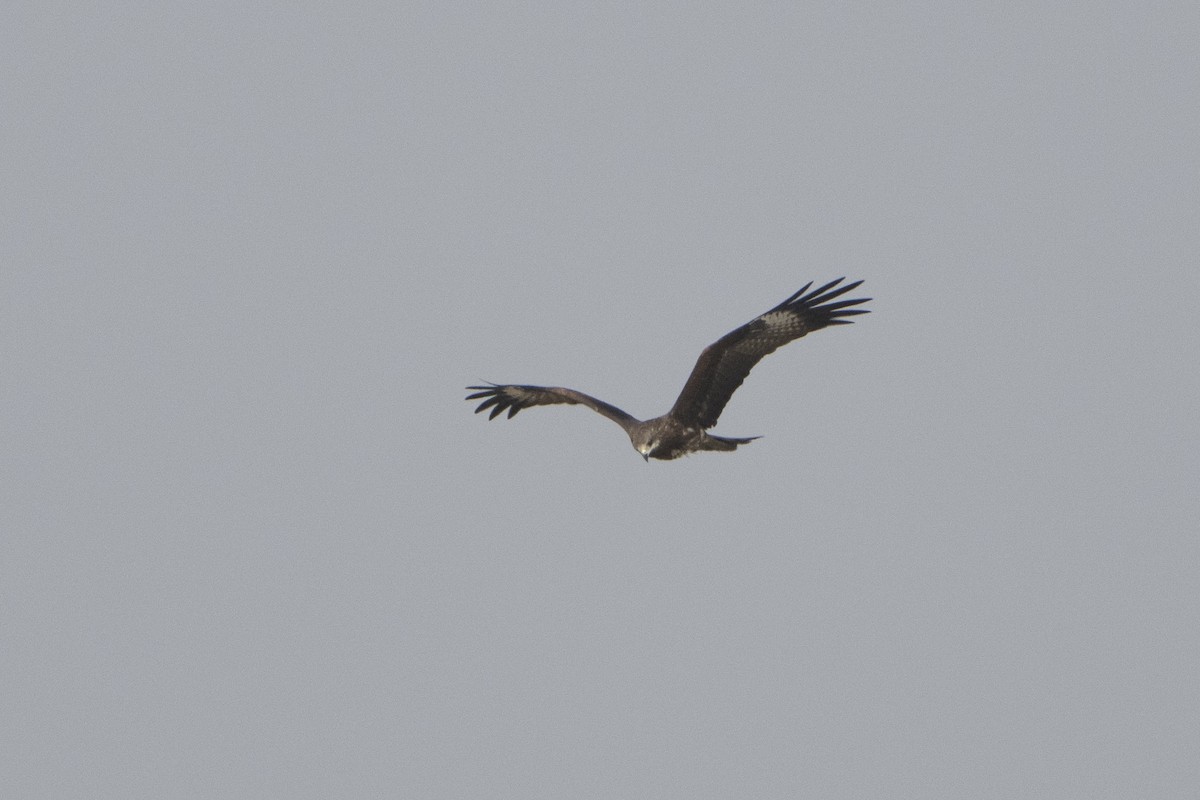 Black Kite - ML637157784
