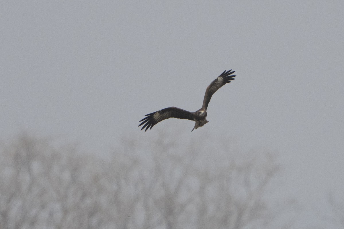 Black Kite - ML637157786