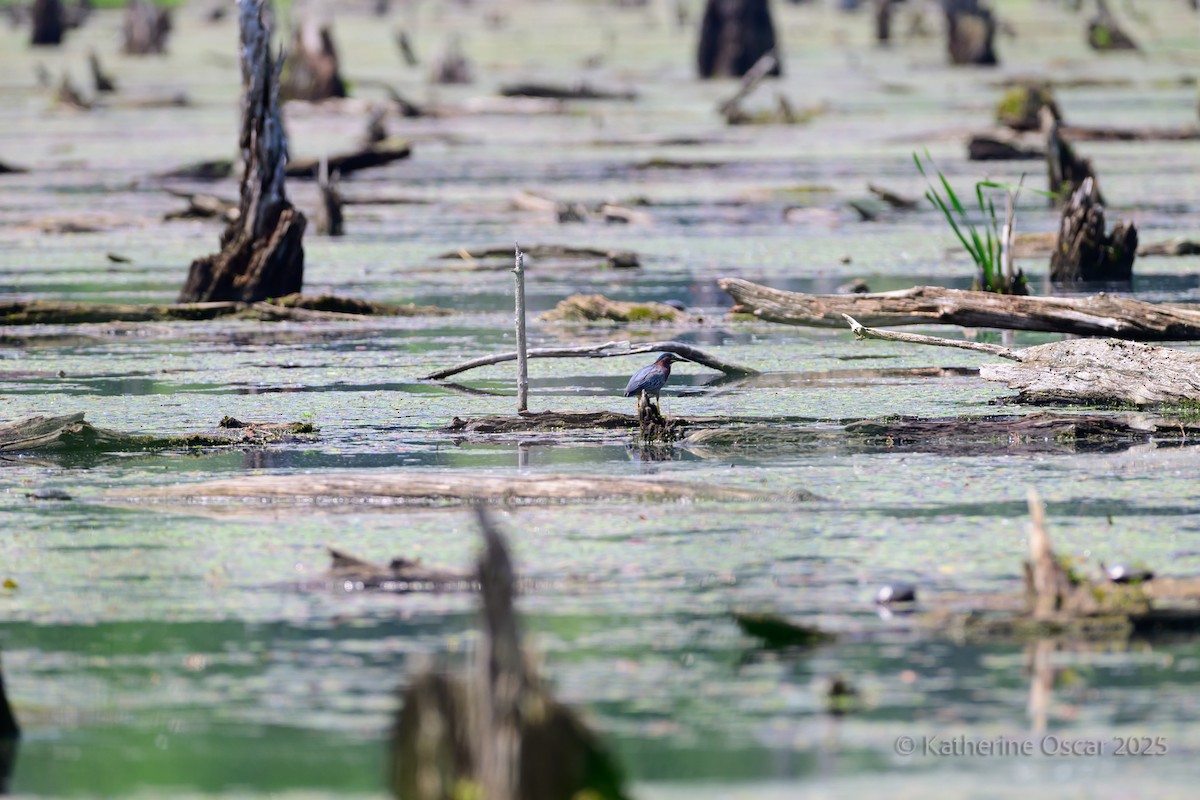 Green Heron - ML637157842