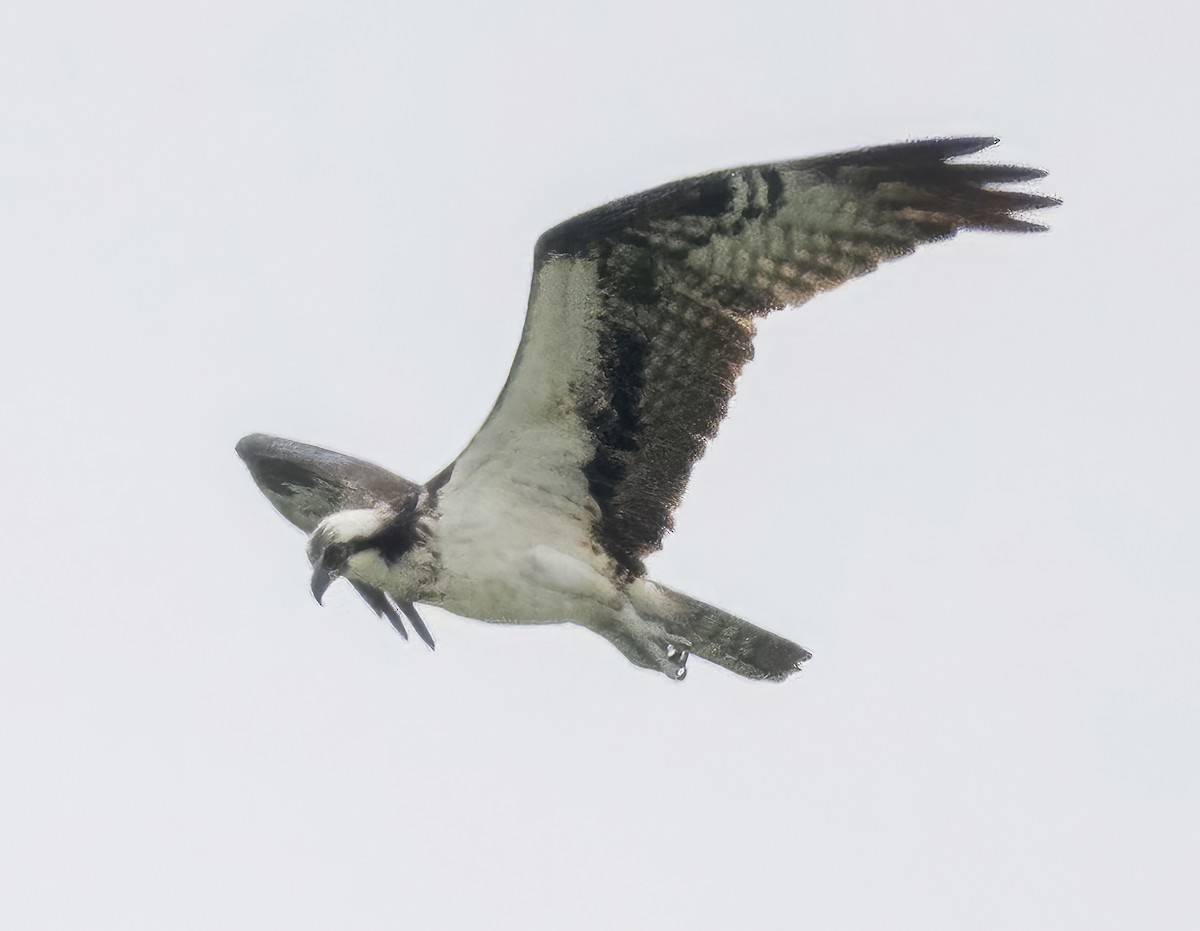 Osprey - ML637157848