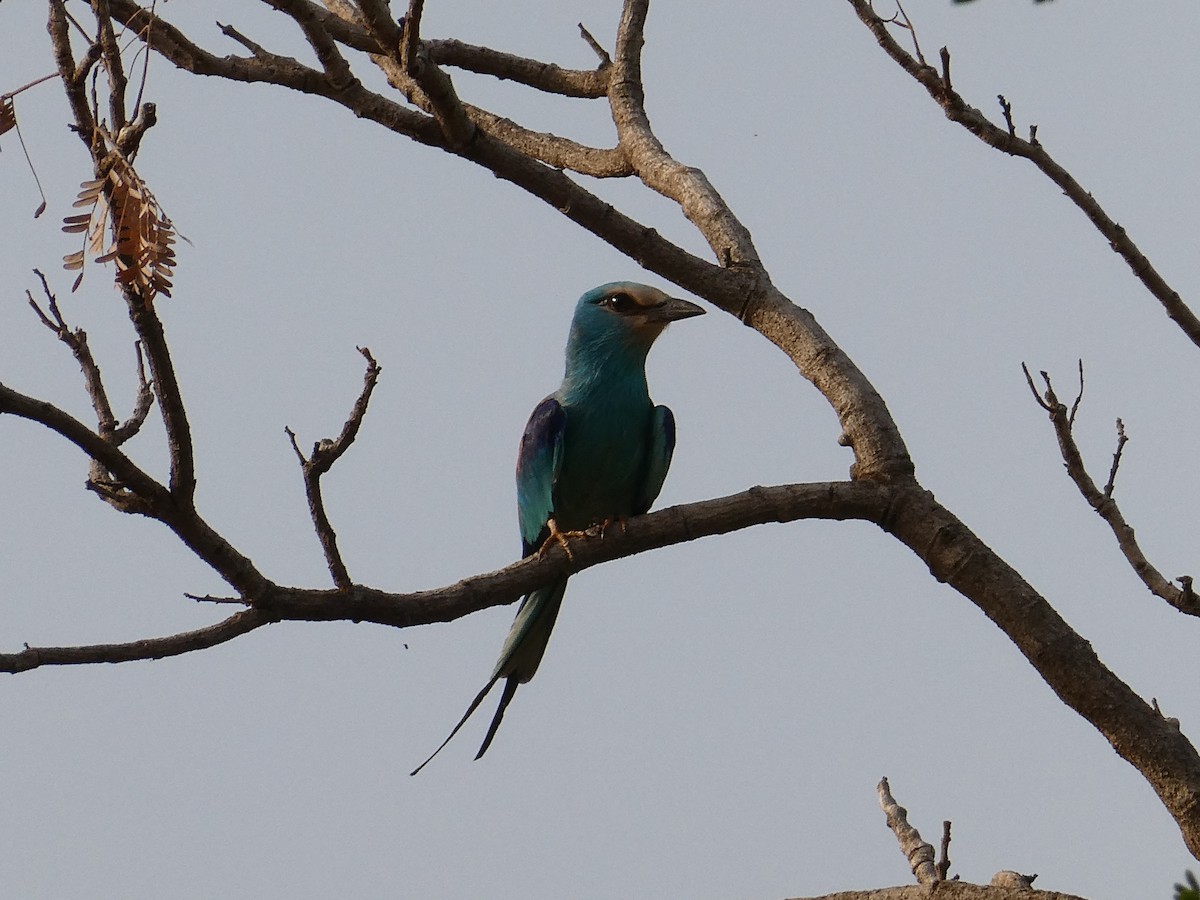Abyssinian Roller - ML637157859