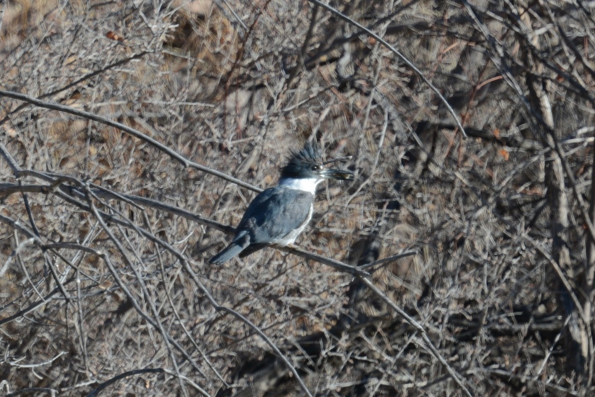 Belted Kingfisher - ML637157877