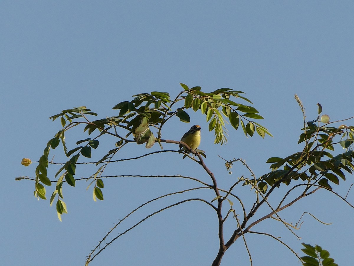 Yellow-fronted Tinkerbird - ML637157879