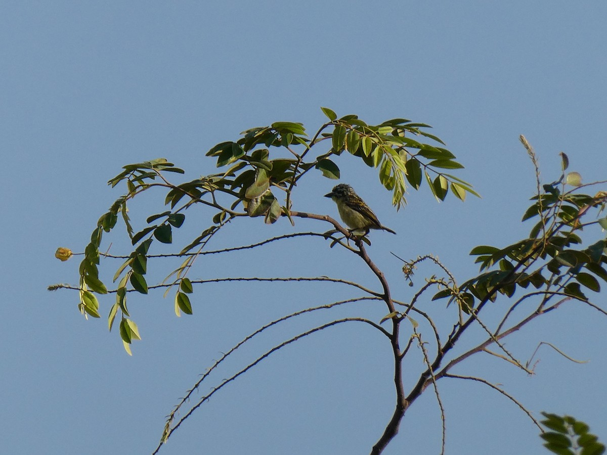 Yellow-fronted Tinkerbird - ML637157880