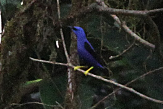 Purple Honeycreeper - ML637157963