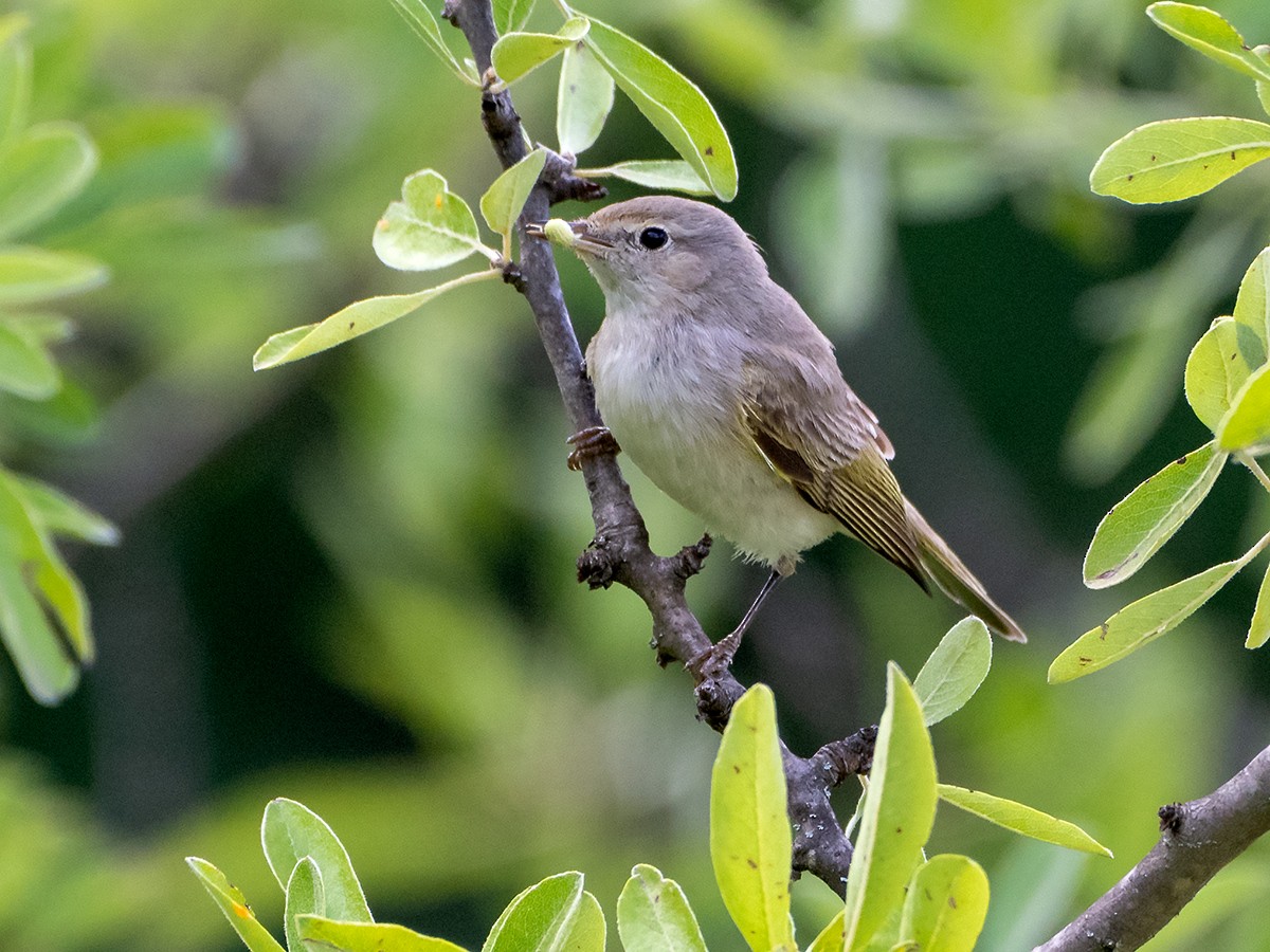 Eastern Bonelli's Warbler - ML637157985