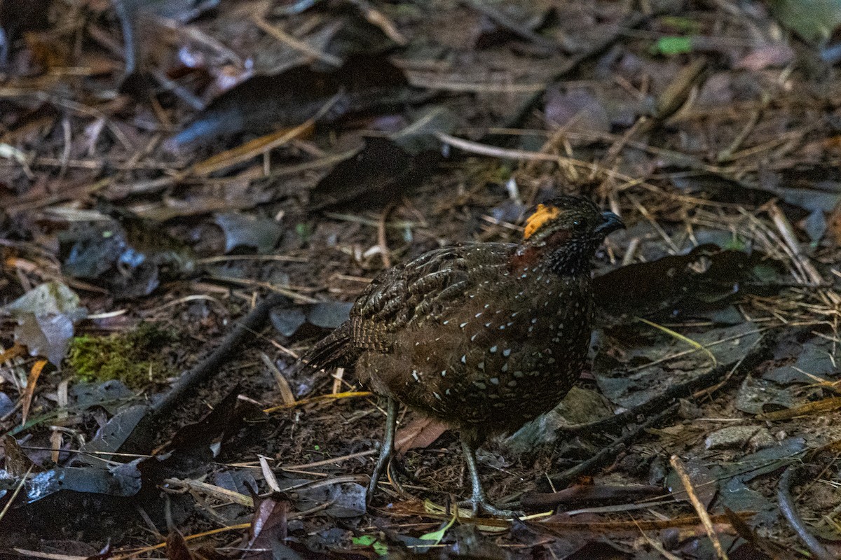 Spotted Wood-Quail - ML637158024