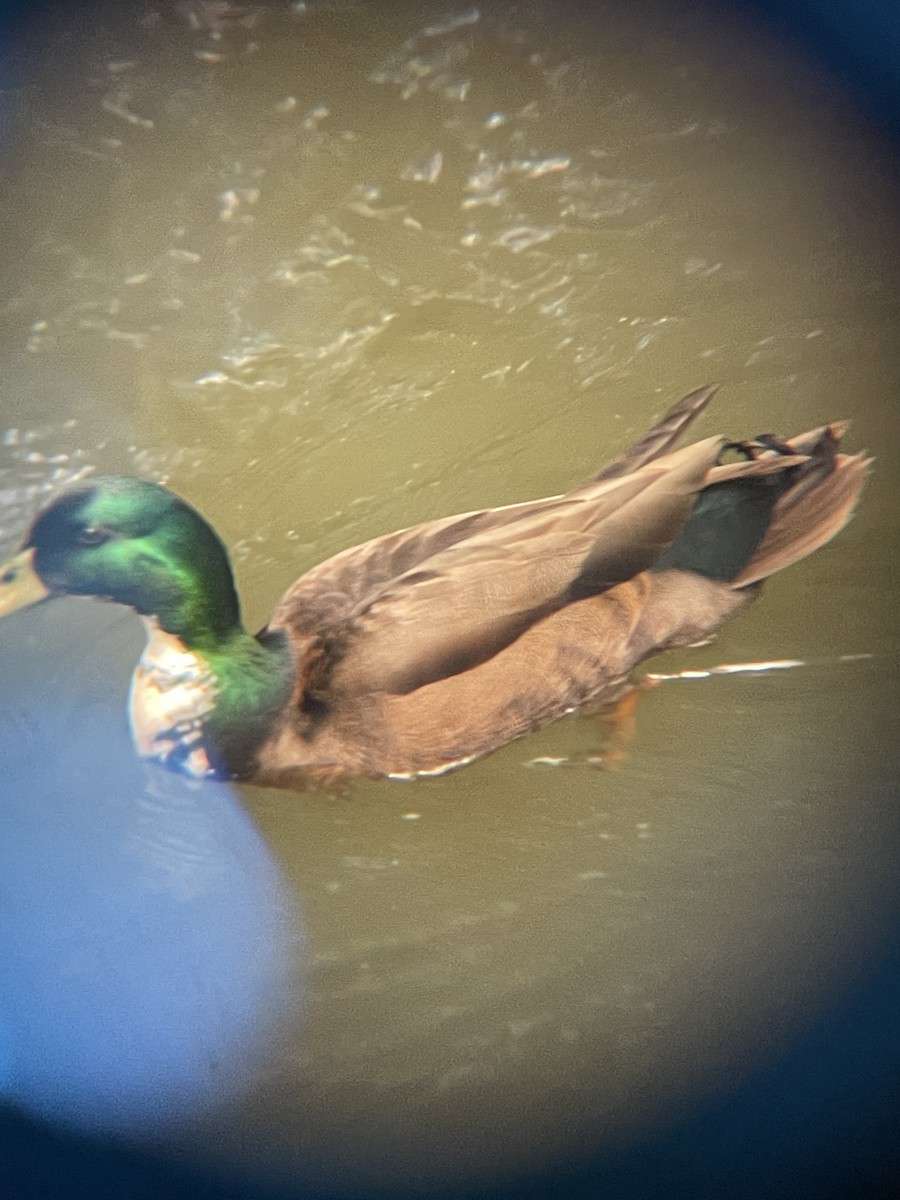 マガモ - ML637158060