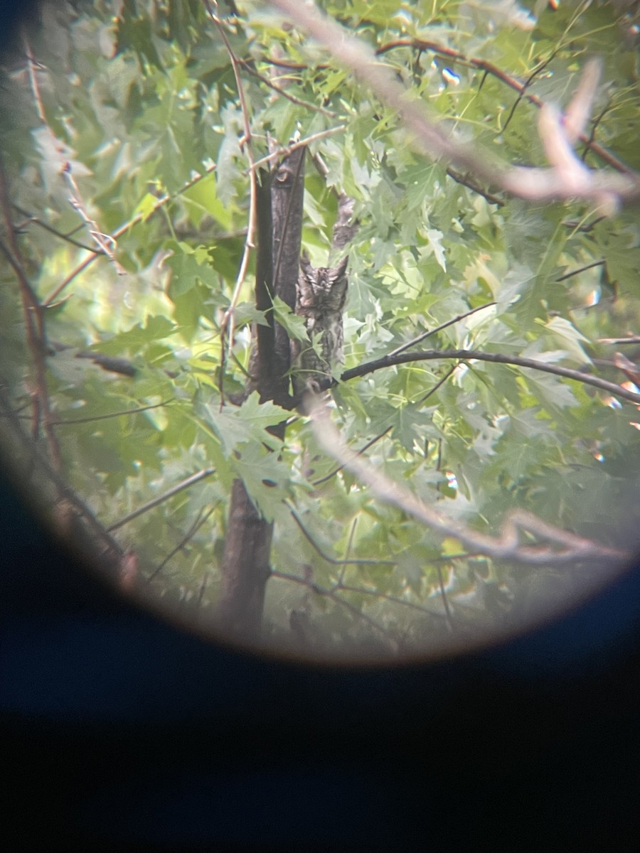 ヒガシアメリカオオコノハズク - ML637158094