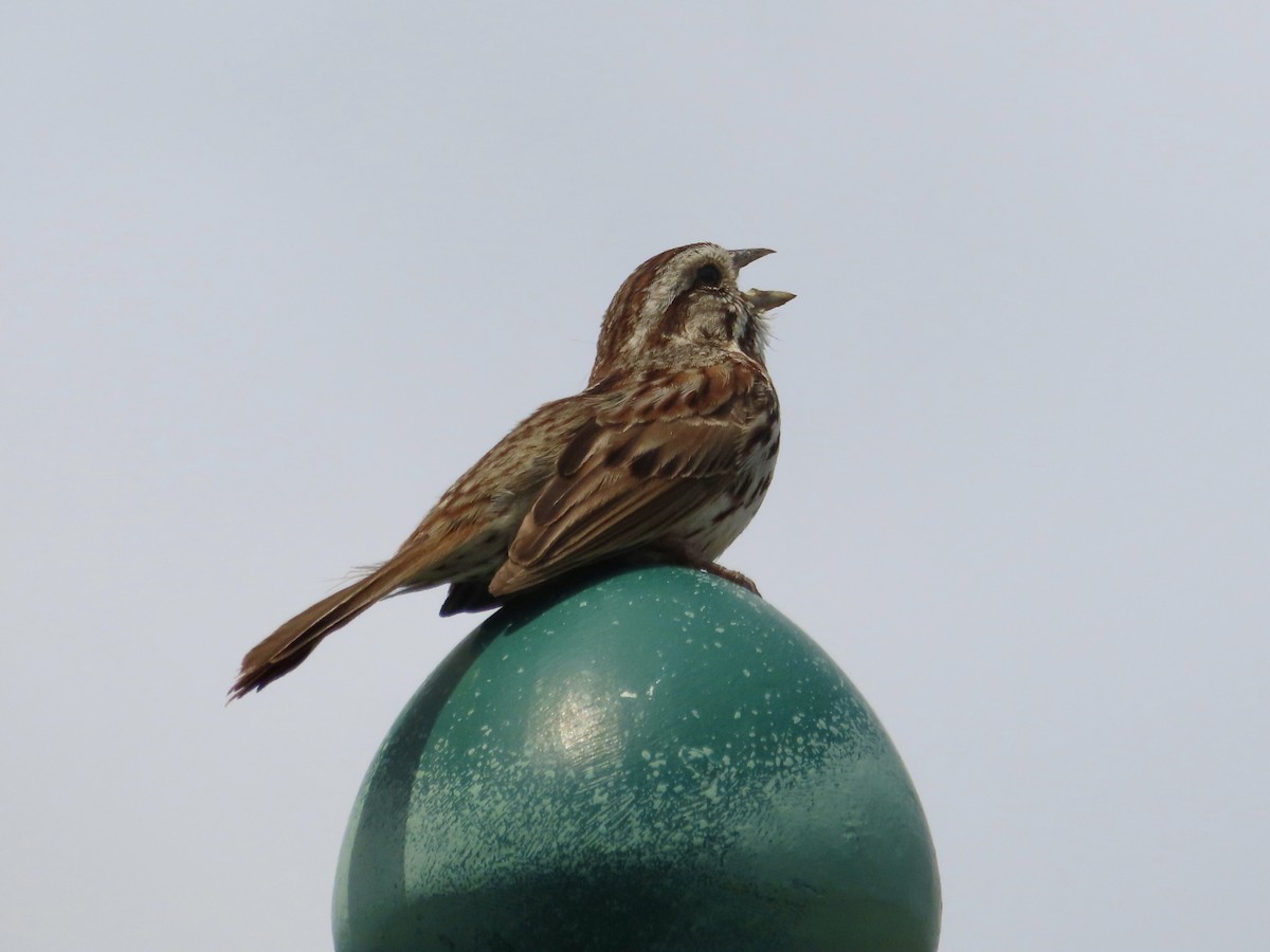 Song Sparrow - ML637158105