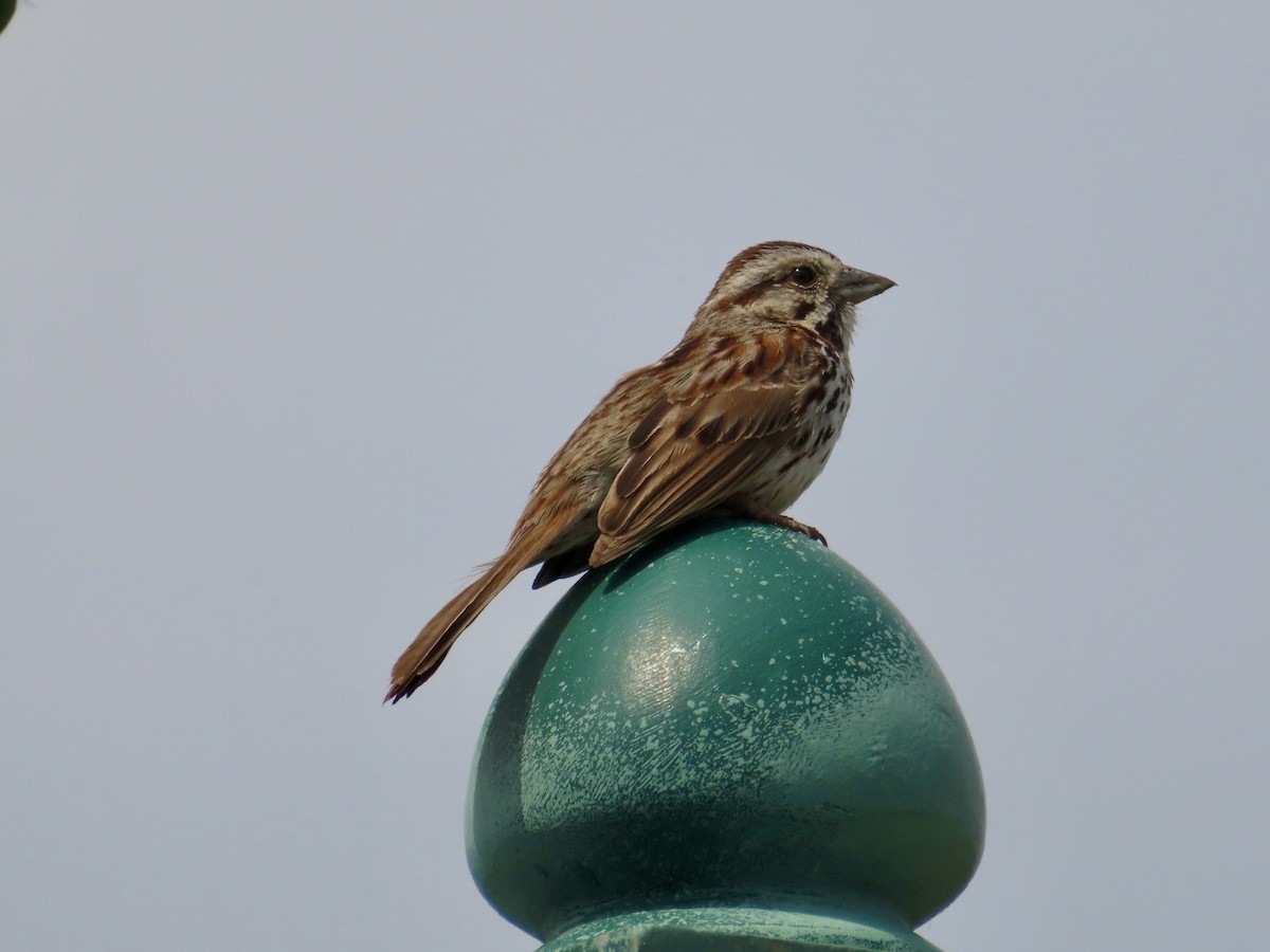 Song Sparrow - ML637158106