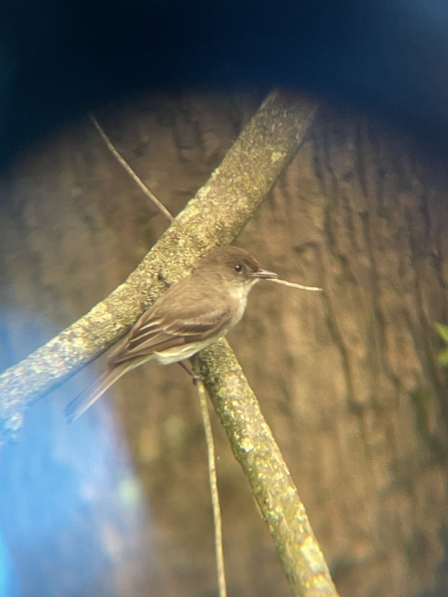 モリタイランチョウ - ML637158122