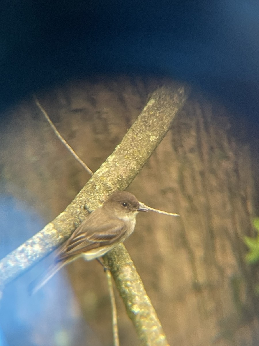 モリタイランチョウ - ML637158123