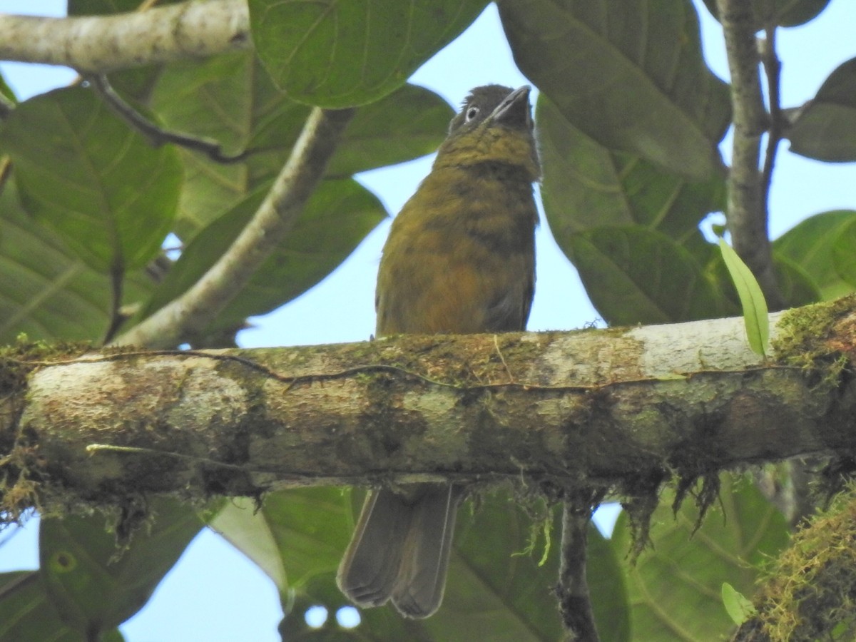 Ochre-breasted Tanager - ML637158125