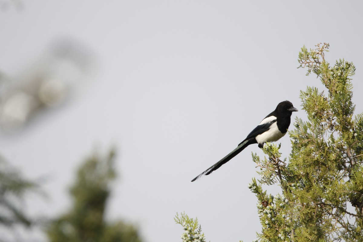 Eurasian Magpie - ML637158126
