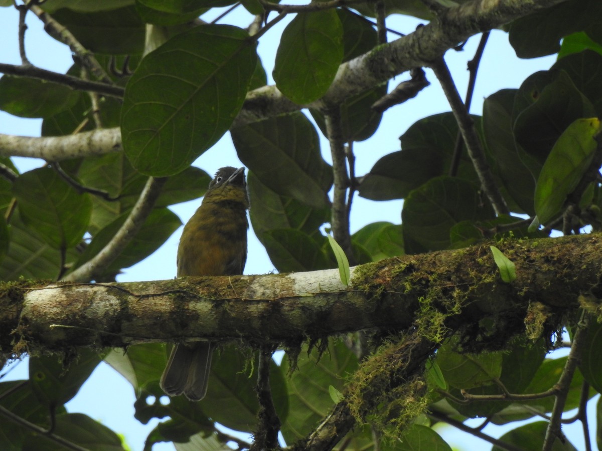 Ochre-breasted Tanager - ML637158129