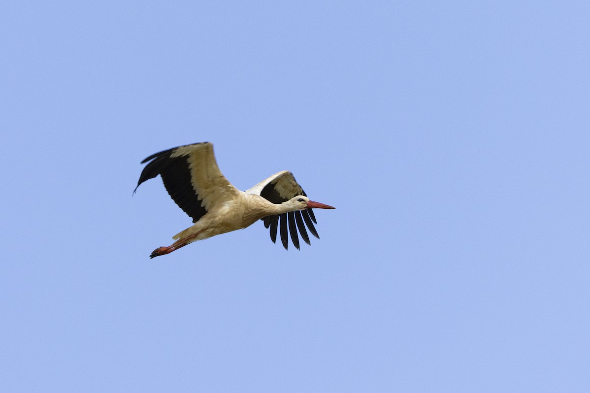 White Stork - ML637158134