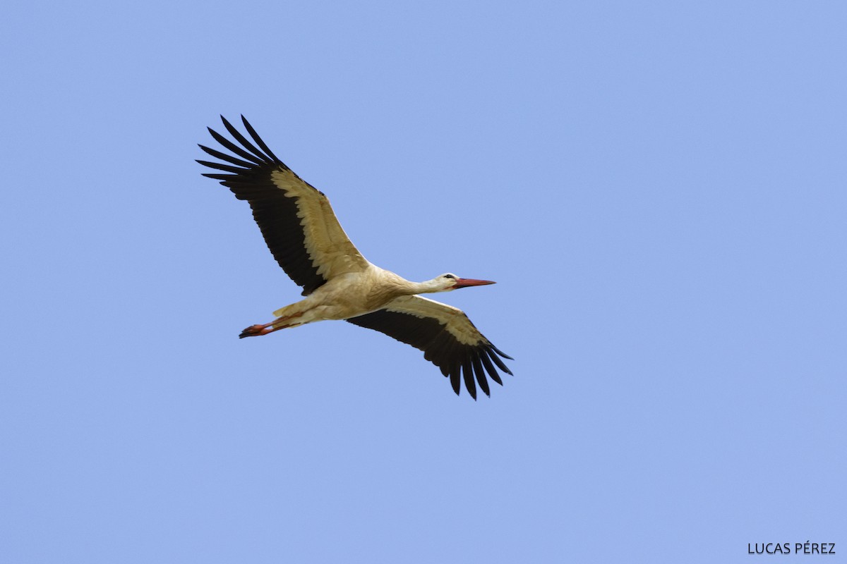 White Stork - ML637158135