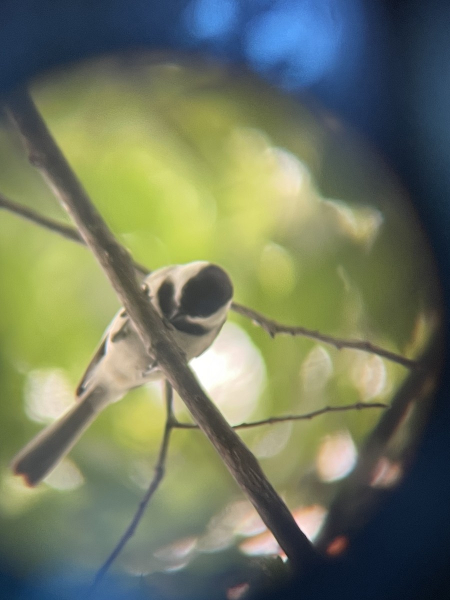 アメリカコガラ - ML637158154